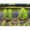 Huperzine A Natural Herbs wholesale