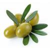 Green Chalkidiki Olive Fruit wholesale