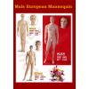 Male European Mannequins wholesale