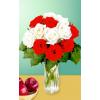 12 Red And White Long Stem Roses