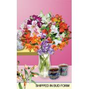 Wholesale Alstroemeria