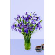 Wholesale 24 Iris