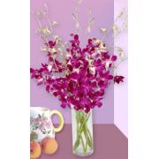 Wholesale Purple Dendrobium Orchids