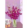 Purple Dendrobium Orchids