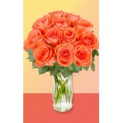 Wholesale 12 Wow Roses
