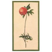 Wholesale Redoute Pomegranate European Wall Hangings