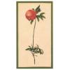 Redoute Pomegranate European Wall Hangings