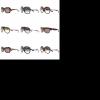 Sunglasses Assortment 10pcs.