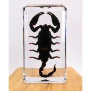 Wholesale Insect Specimen In Resin For Education And Decoration 