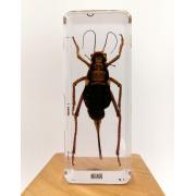 Wholesale Insect Resin Specimen For Biology Education 