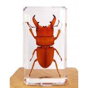 Wholesale Insect Resin Specimen Education Toy Gift 