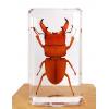 Insect Resin Specimen Education Toy Gift 