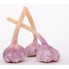 Garlic  wholesale