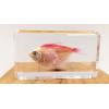 ACEVER Real Aquarium Fish Specimens Resin Paperweight Office