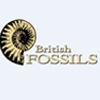 British Fossils crafts supplier