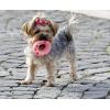 Looking For Pet Accessories Dropshippers (Italy)