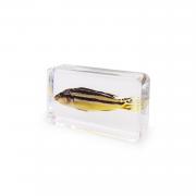 Want To Sell Real Aquarium Fish Specimens Resin Paperweight (China)