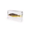 Want To Sell Real Aquarium Fish Specimens Resin Paperweight (China)