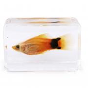 Want To Sell Fish Specimens Encased in Resin Paperweights (China)