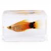 Want To Sell Fish Specimens Encased In Resin Paperweights (China)