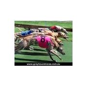 Buy greyhound products vitamins, coats, leads, collars, rubs etc