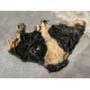 Buy Wet Salted Cattle Headpieces(Cattle Face And Mask Skins) (China)