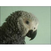 Looking For Parrot Items