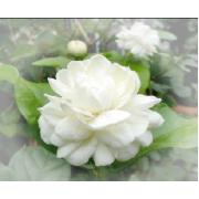 Looking For Fashion Jewellery (Norway)