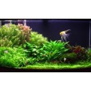 Looking For Aquarium Products