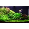 Looking For Aquarium Products