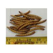 Looking For Superworm Foods (China)