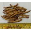 Looking For Superworm Foods (China)