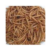 Looking For Mealworms Food (China)