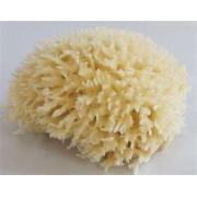 Looking For Sea Sponges