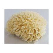 Looking For Sea Sponges