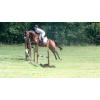 Looking To Buy Equestrian Products