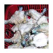 Looking To Buy Freshwater Prawns (Cameroon)