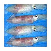 Looking For Squid Fish Rings (Cameroon)