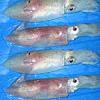 Looking For Squid Fish Rings (Cameroon)