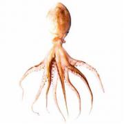 Looking For Fresh Octopus (Cameroon)