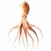 Looking For Fresh Octopus (Cameroon)