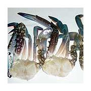 Looking For Fresh Crabs (Cameroon)