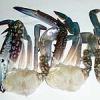 Looking For Fresh Crabs (Cameroon)
