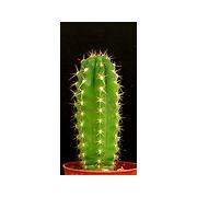 Looking For Dropshippers Of Cactus Shaped Candles (Italy)