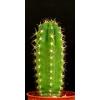 Looking For Dropshippers Of Cactus Shaped Candles (Italy)