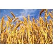 Looking For Wheat Grains (Italy)