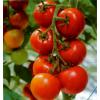 Looking To Buy Fresh Tomatoes (India)