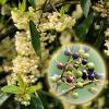PLEASE READ BELOW  Exporting Litsea Cubeba Oil From Vietnam-HIGH QUALITY