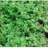 Thyme Essential Oils 10ml wholesale