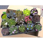 Wholesale Alpines And Rockery Plants